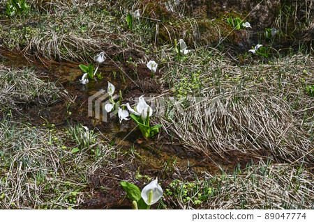A group of water basho A group of water basho 89047774