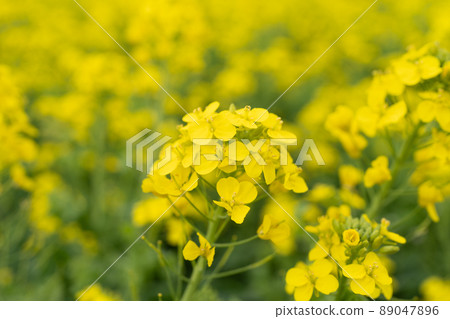 Rape flower field in full bloom 89047896