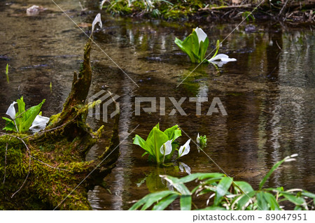 The skunk cabbage reflected on the surface of the water The skunk cabbage reflected on the surface of the water 89047951