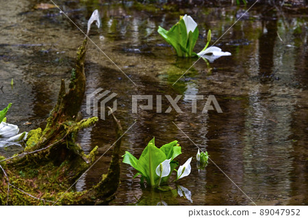 The skunk cabbage reflected on the surface of the water The skunk cabbage reflected on the surface of the water 89047952