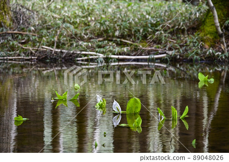 The skunk cabbage reflected on the surface of the water The skunk cabbage reflected on the surface of the water 89048026