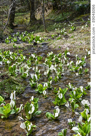 A group of water basho A group of water basho 89048066
