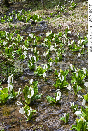 A group of water basho A group of water basho 89048067