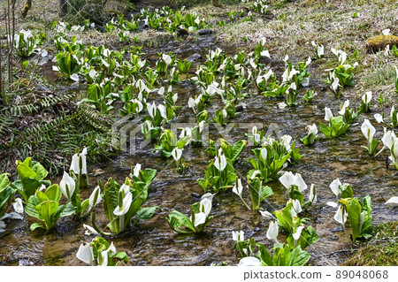 A group of water basho 89048068
