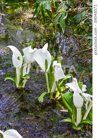 A group of water basho A group of water basho 89048071