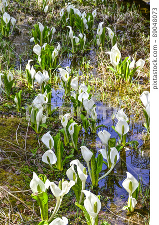 A group of water basho A group of water basho 89048073