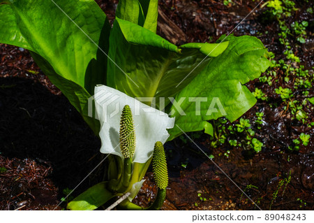 水芭蕉 水芭蕉 89048243