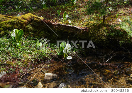 A group of water basho A group of water basho 89048256