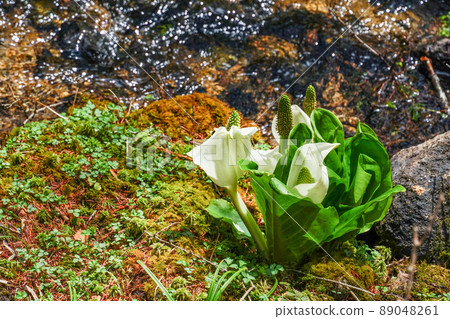 Water Basho 89048261