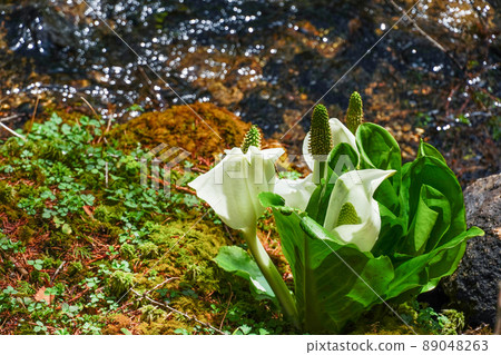 水芭蕉 水芭蕉 89048263