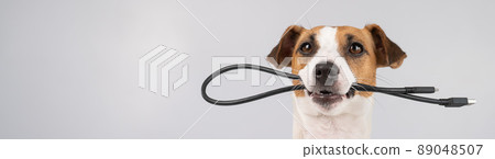 Dog jack russell terrier gnaws on a black usb wire on a white background. Copy space. Dog jack russell terrier gnaws on a black usb wire on a white background. Copy space. 89048507