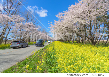 櫻花和油菜籽路緒方村 89048570