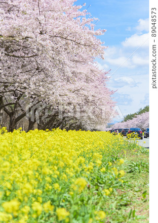 Sakura and Rapeseed Road Ogata Village 89048573