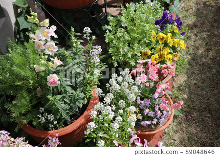 Backyard flower group planting 89048646