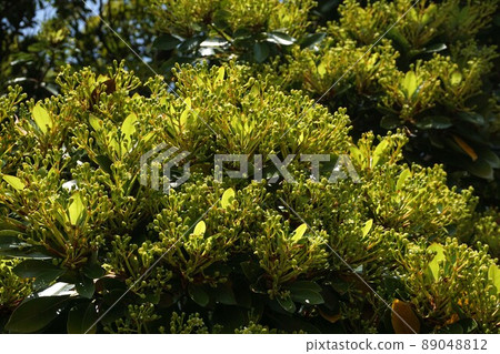 樹上長滿花蕾（花）的 Macchilus thunbergii 89048812