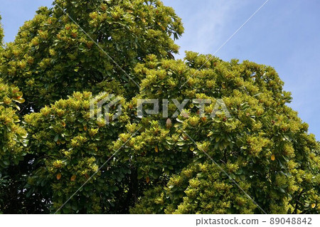 樹上長滿花蕾(花)的 Macchilus thunbergii 樹上長滿花蕾(花)的 Macchilus thunbergii 89048842