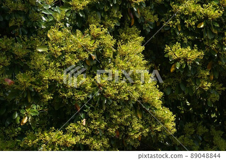 Machilus thunbergii with buds (flowers) all over the tree Machilus thunbergii with buds (flowers) all over the tree 89048844