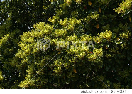 Machilus thunbergii with buds (flowers) all over the tree Machilus thunbergii with buds (flowers) all over the tree 89048861