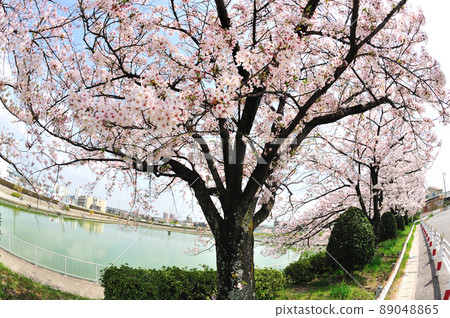 琵琶池的櫻花 琵琶池的櫻花 89048865