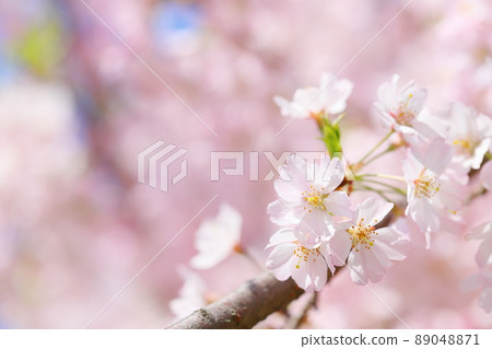 Pale pink Shikawa Sakura [Close-up] [Full bloom] 89048871