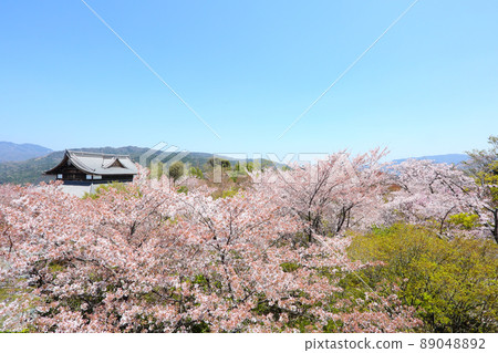 Sakura of Shogunzuka Seiryuden Sakura of Shogunzuka Seiryuden 89048892