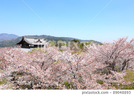 Sakura of Shogunzuka Seiryuden Sakura of Shogunzuka Seiryuden 89048893