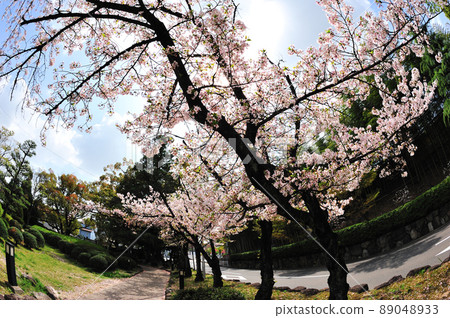 舊戰場上的小櫻 89048933