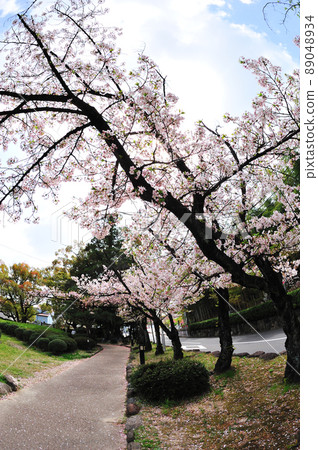 舊戰場上的小櫻 舊戰場上的小櫻 89048934