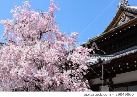 Weeping cherry tree of Shogunzuka Seiryuden Weeping cherry tree of Shogunzuka Seiryuden 89049060