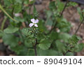 Radish flowers 89049104