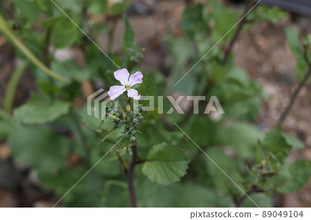 Radish flowers 89049104