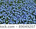 Nemophila in full bloom 89049207