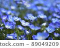 Nemophila 89049209