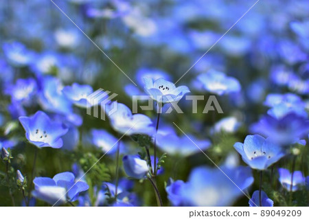 Nemophila Nemophila 89049209