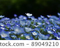 Nemophila 89049210