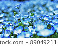 Nemophila 89049211