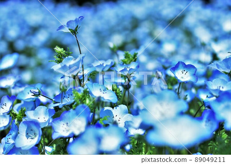 Nemophila Nemophila 89049211