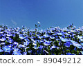 Nemophila 89049212