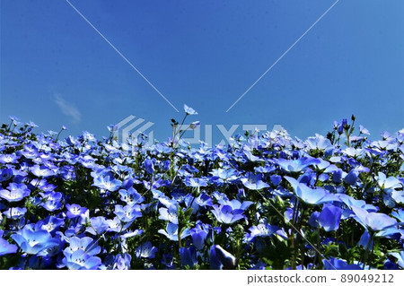 Nemophila Nemophila 89049212