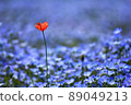 Nemophila 89049213