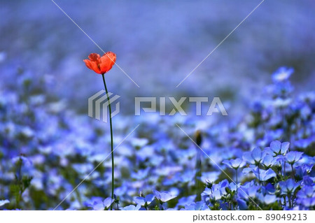 Nemophila Nemophila 89049213