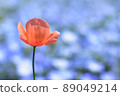 Nemophila 89049214