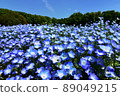 Nemophila 89049215