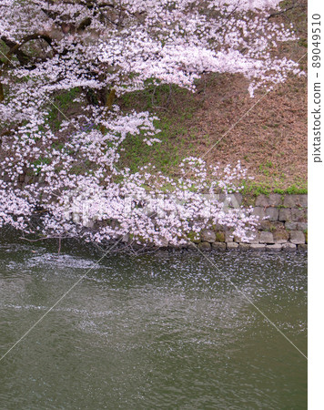 Chidorigafuchi櫻桃風景 89049510