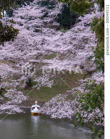 Chidorigafuchi櫻桃風景 89049511