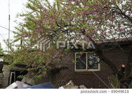 Ginkgo leaves. Alley. Spring flowers. Sprouts. Leaves. Jeongneung Valley Ginkgo leaves. Alley. Spring flowers. Sprouts. Leaves. Jeongneung Valley 89049618