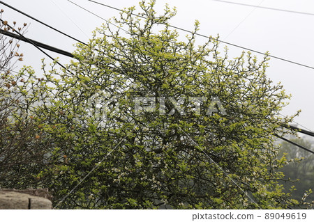 Ginkgo leaves. Alley. Spring flowers. Sprouts. Leaves. Jeongneung Valley Ginkgo leaves. Alley. Spring flowers. Sprouts. Leaves. Jeongneung Valley 89049619