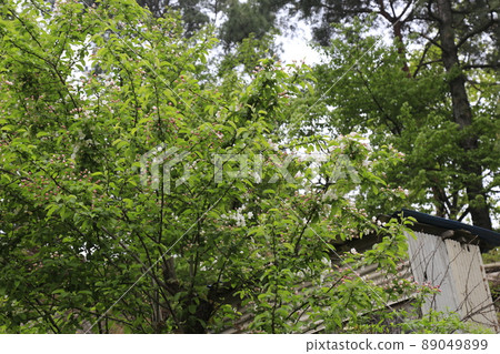 Double-flowered cherry blossoms. Forsythia. Ginkgo leaves. Brick walls. Alleys. Jeongneunggol Double-flowered cherry blossoms. Forsythia. Ginkgo leaves. Brick walls. Alleys. Jeongneunggol 89049899