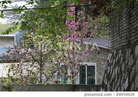 Goldenrod, azalea, ginkgo leaf, alley, Jeongneunggol Goldenrod, azalea, ginkgo leaf, alley, Jeongneunggol 89050026