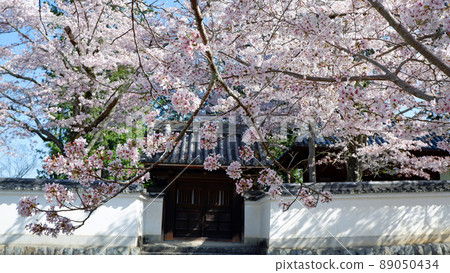 Beautiful cherry blossoms at Nanzenji Temple in Kyoto 89050434